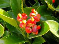 柾 （まさき）の実　４