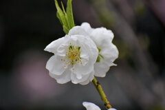 花桃　９