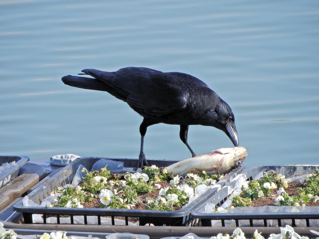等々力緑地公園・・釣り堀池・・花イカダで　３