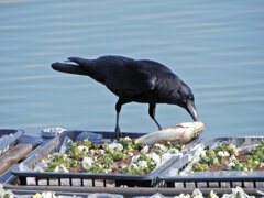 等々力緑地公園・・釣り堀池・・花イカダで　３
