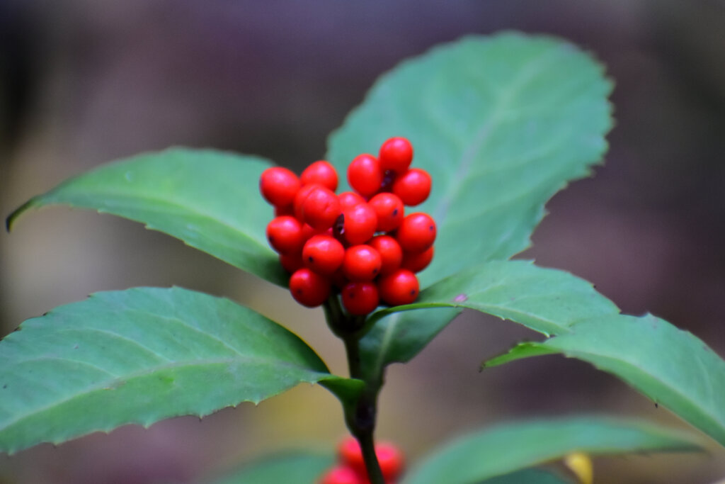 センリョウ（千両）2/2