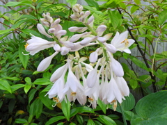 擬宝珠 （ぎぼうし）  (Day lily)　１０