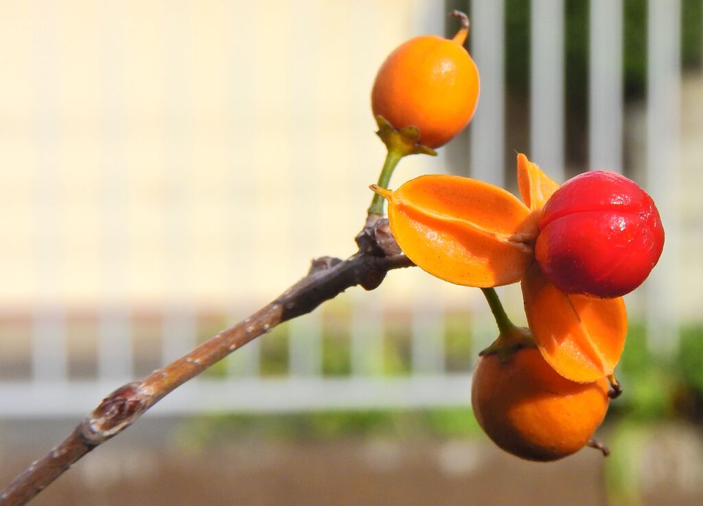 弾けた　ツルウメモドキ（蔓梅擬）７