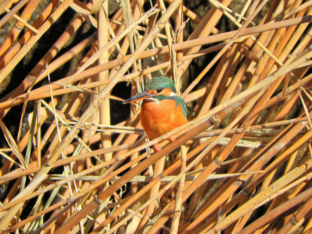 今日のカワセミ　さん　２