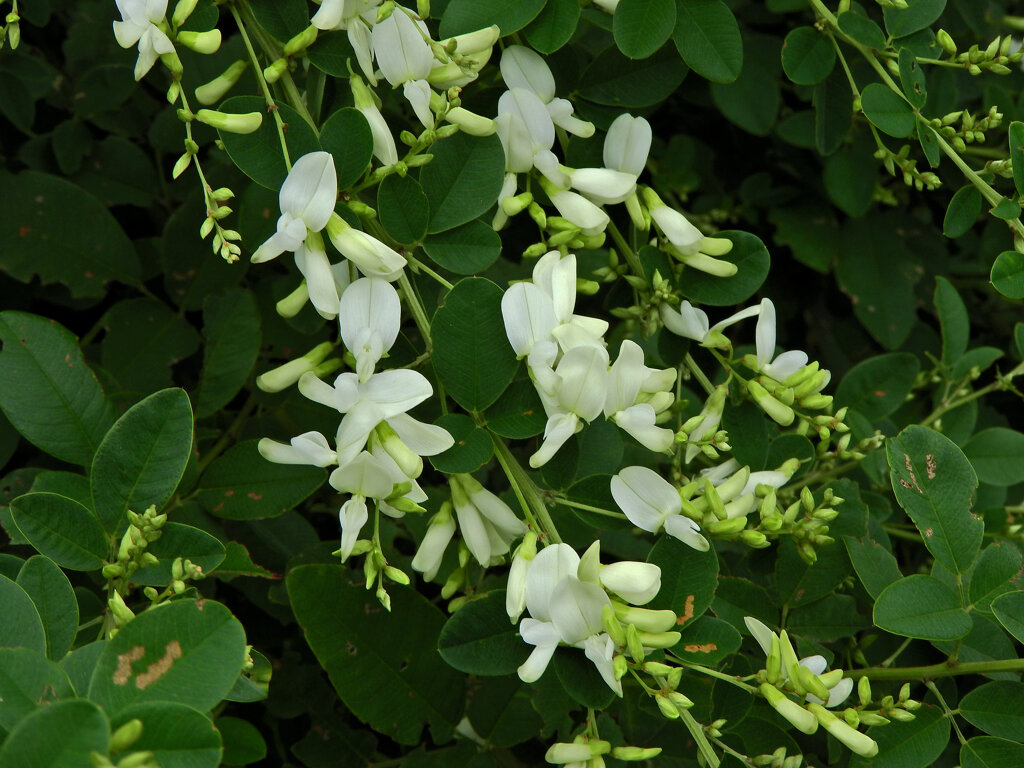 白花の萩　１