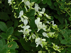 白花の萩　１