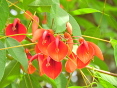 アメリカ梯梧 （アメリカでいご）海紅豆（かいこうず）３