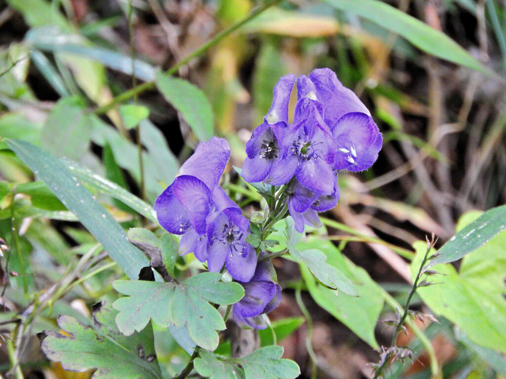 里山でヤマトリカブト　１