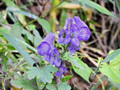 里山でヤマトリカブト　１