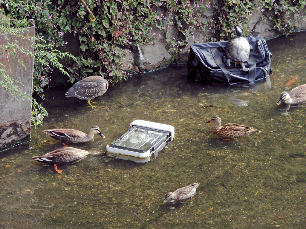 にぎやかし・・・