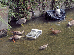 にぎやかし・・・