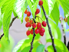 寒緋桜の実　１