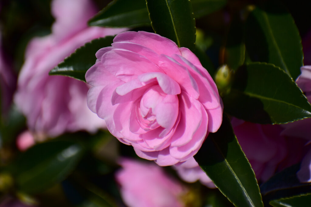 山茶花　７