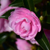 山茶花　７