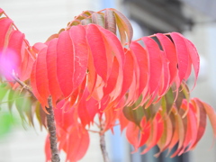 山櫨（ヤマハゼ）の紅葉　２