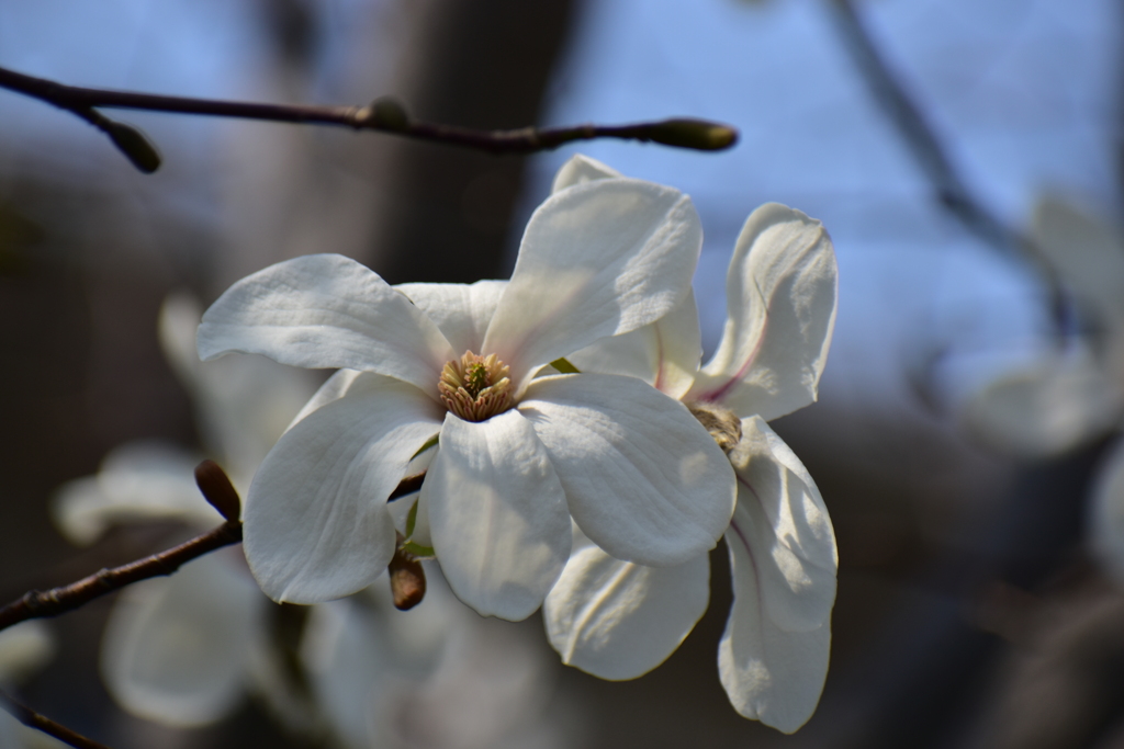 辛夷の花　６