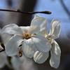 辛夷の花　６