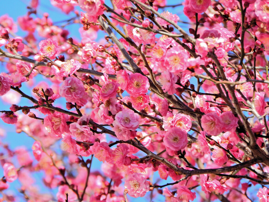 満開の紅梅　２