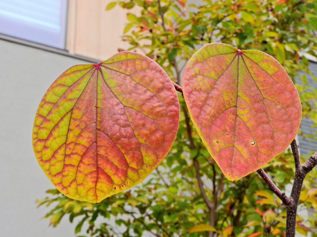 マルバノキの紅葉　♥４