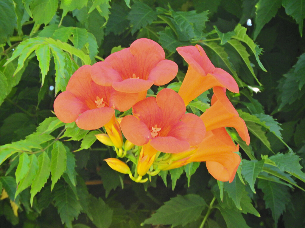「アメリカ凌霄花」５