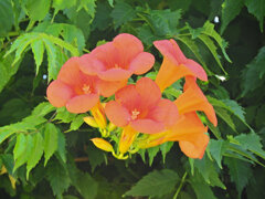 「アメリカ凌霄花」５