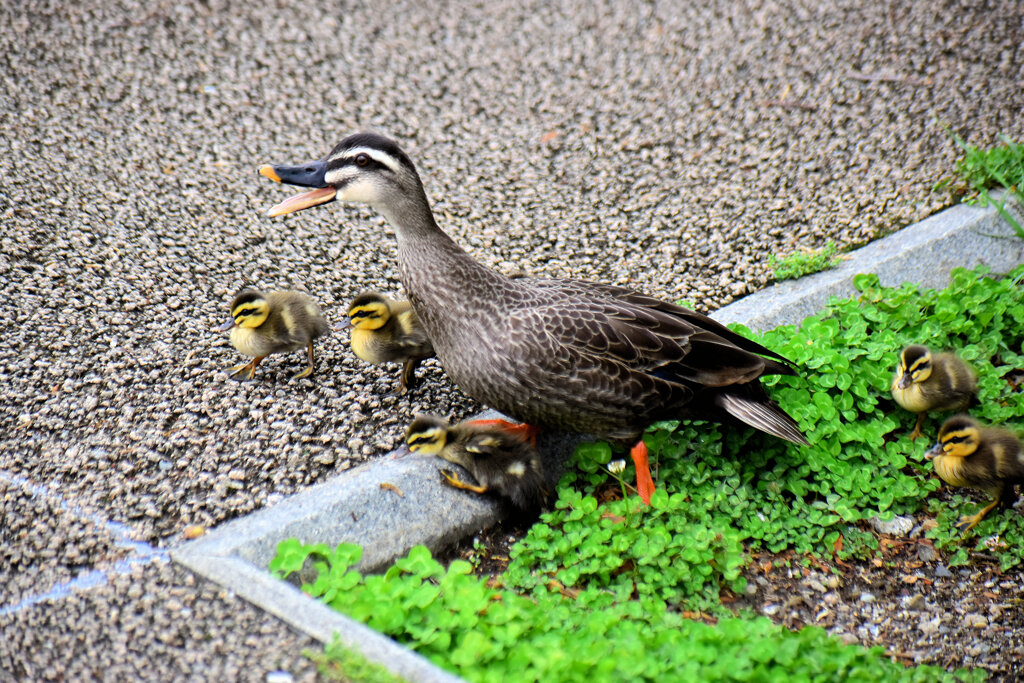 カルガモ一家（雛９羽）引っ越しに密着！！　１７