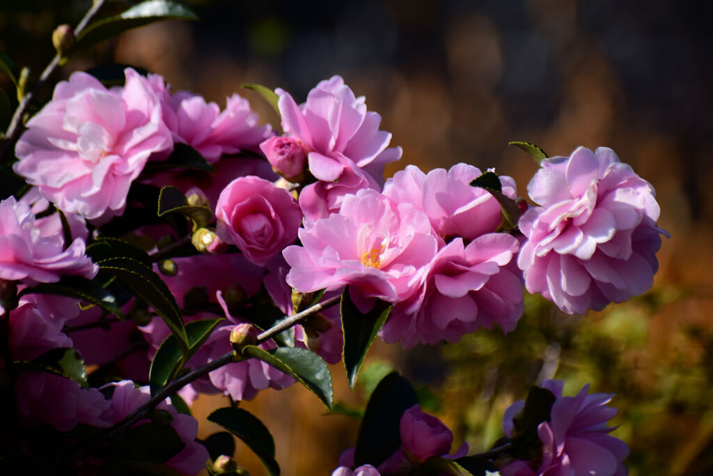 山茶花　１