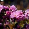 山茶花　１