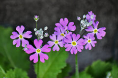 プリムラ・マラコイデス 　４