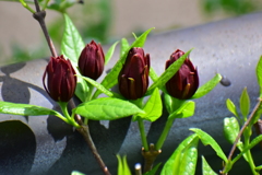 アメリカ蠟梅 （アメリカろうばい）黒花蠟梅（くろばなろうばい）１