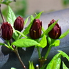 アメリカ蠟梅 （アメリカろうばい）黒花蠟梅（くろばなろうばい）１