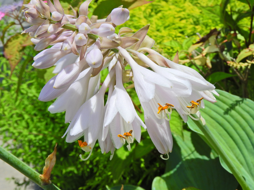 擬宝珠 （ぎぼうし）  (Day lily)　２
