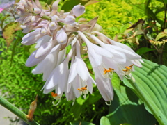 擬宝珠 （ぎぼうし）  (Day lily)　２