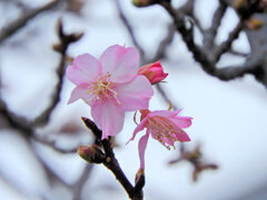 寒波に耐えて咲く　河津桜　１