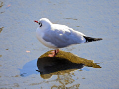 ユリカモメ　さん　５