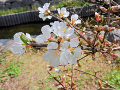 ゆすらうめ（山桜桃梅）　花　５