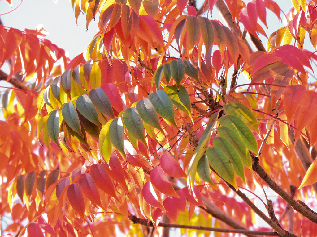 「山黄櫨（やまはぜ）」（紅葉）６