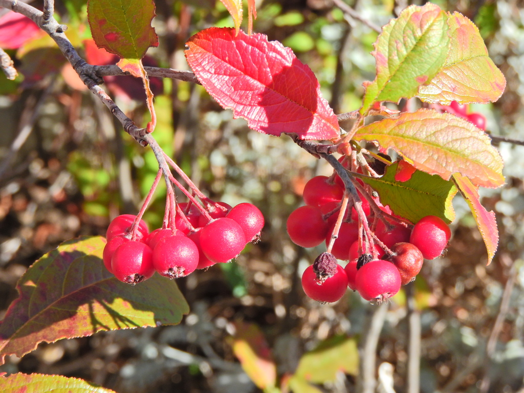 セイヨウカマツカ　２