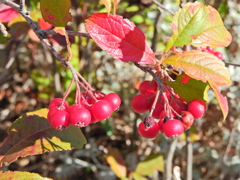 セイヨウカマツカ　２