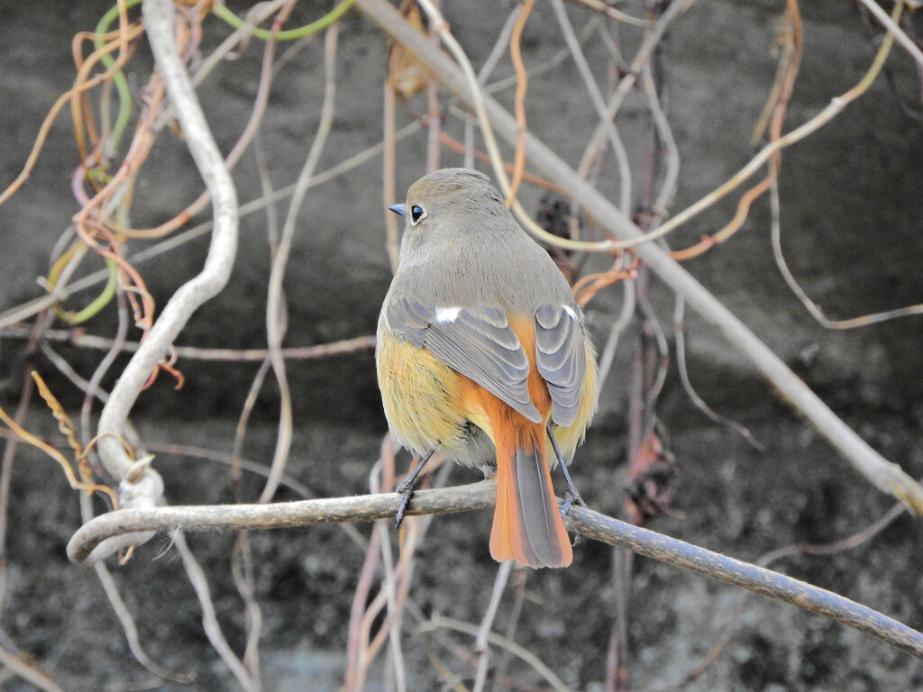 ジョビ子　さん　こっち向いてぇ　４
