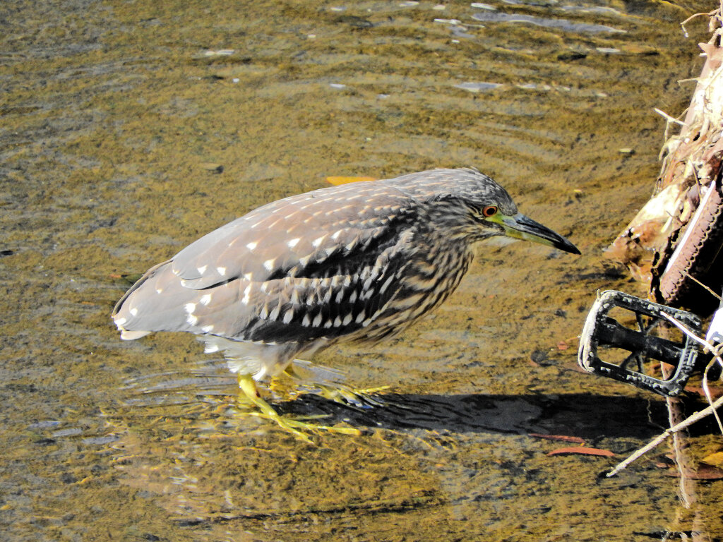 ホシゴイ（ゴイサギの幼鳥）１
