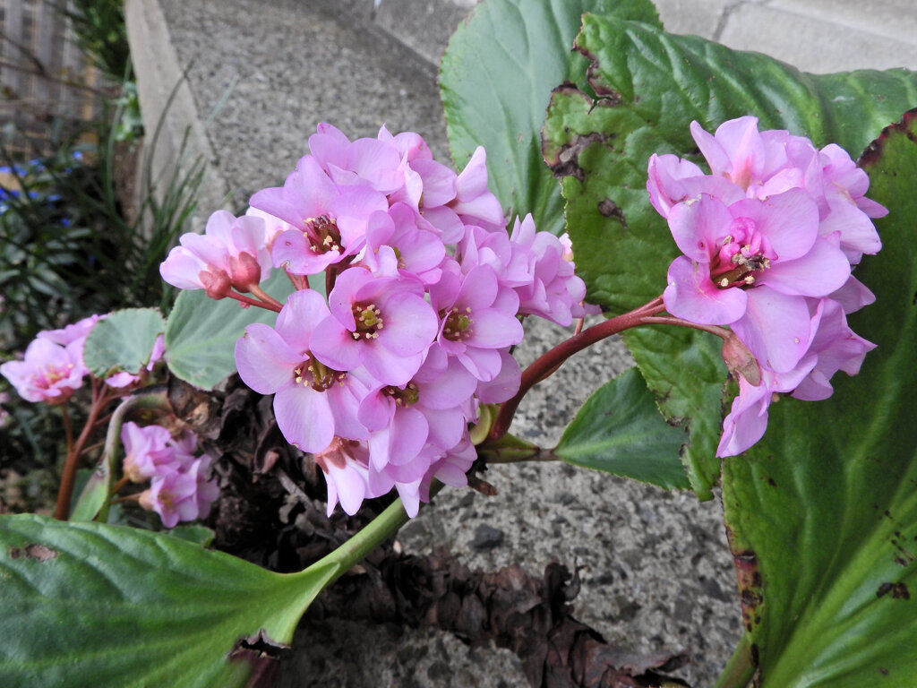 ヒマラヤユキノシタ　３