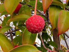 真冬の　ヤマボウシの実　３