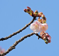 桜咲く・・寒桜 （かんざくら）３