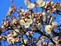 近所の幼稚園の園庭で白梅が開花　２