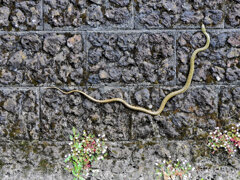 ヘビィ~>)～～～ ヘビ～につき閲覧注意！！　５