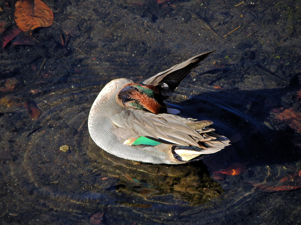 コガモ　さん　５