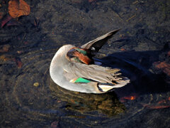 コガモ　さん　５