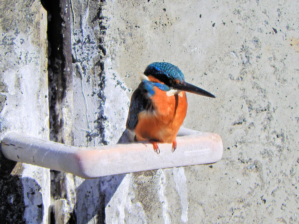 今日の　カワセミ　さん　５