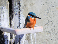 今日の　カワセミ　さん　５